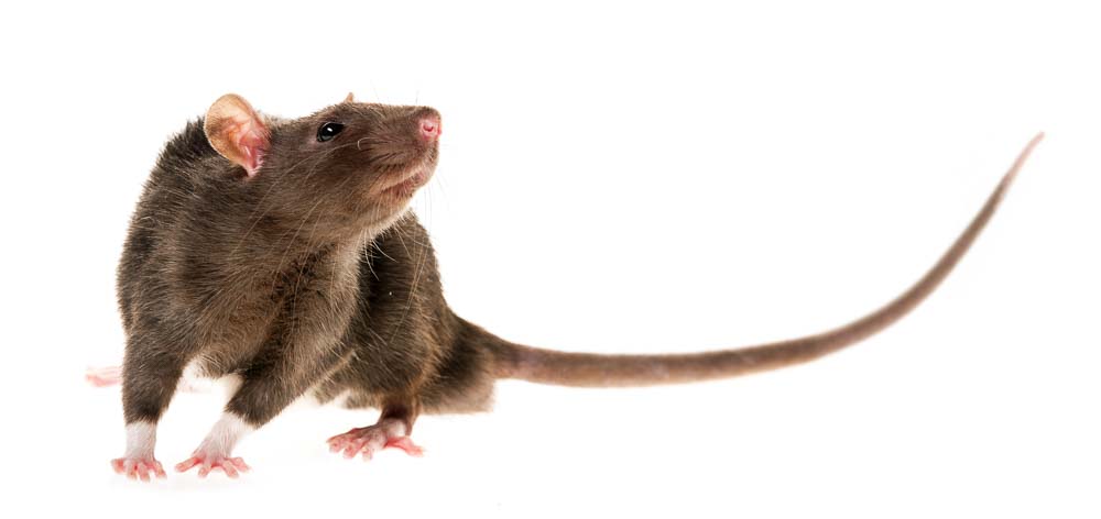Rotta Rattus Norvegicus Tuholaistorjunta Express Torjunta
